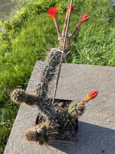 Loxanthocereus gracilis